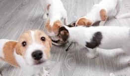 狗子皮肤爆料视频在线观看,独家爆料视频带你一窥究竟